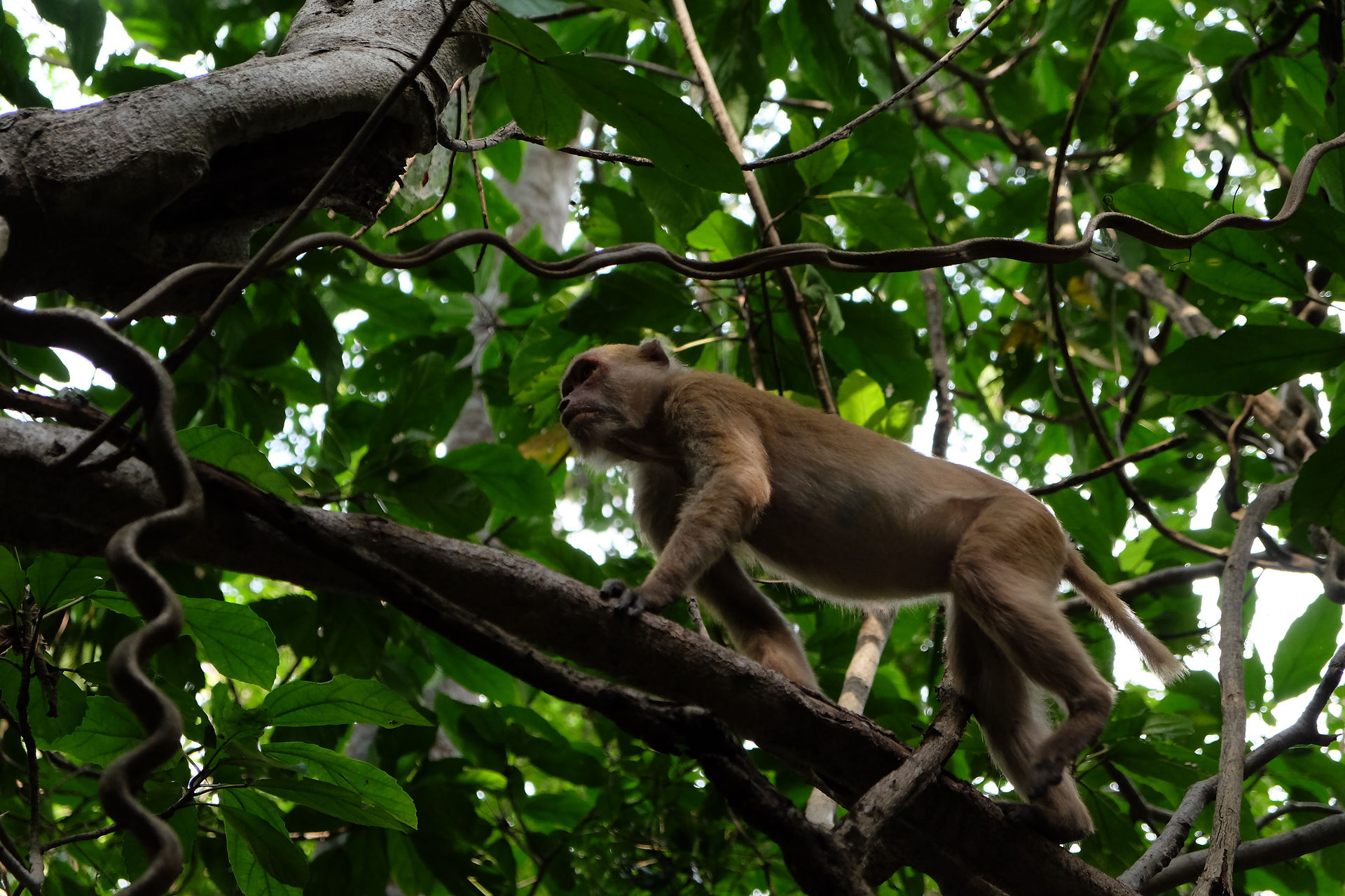 Erawan Macaque