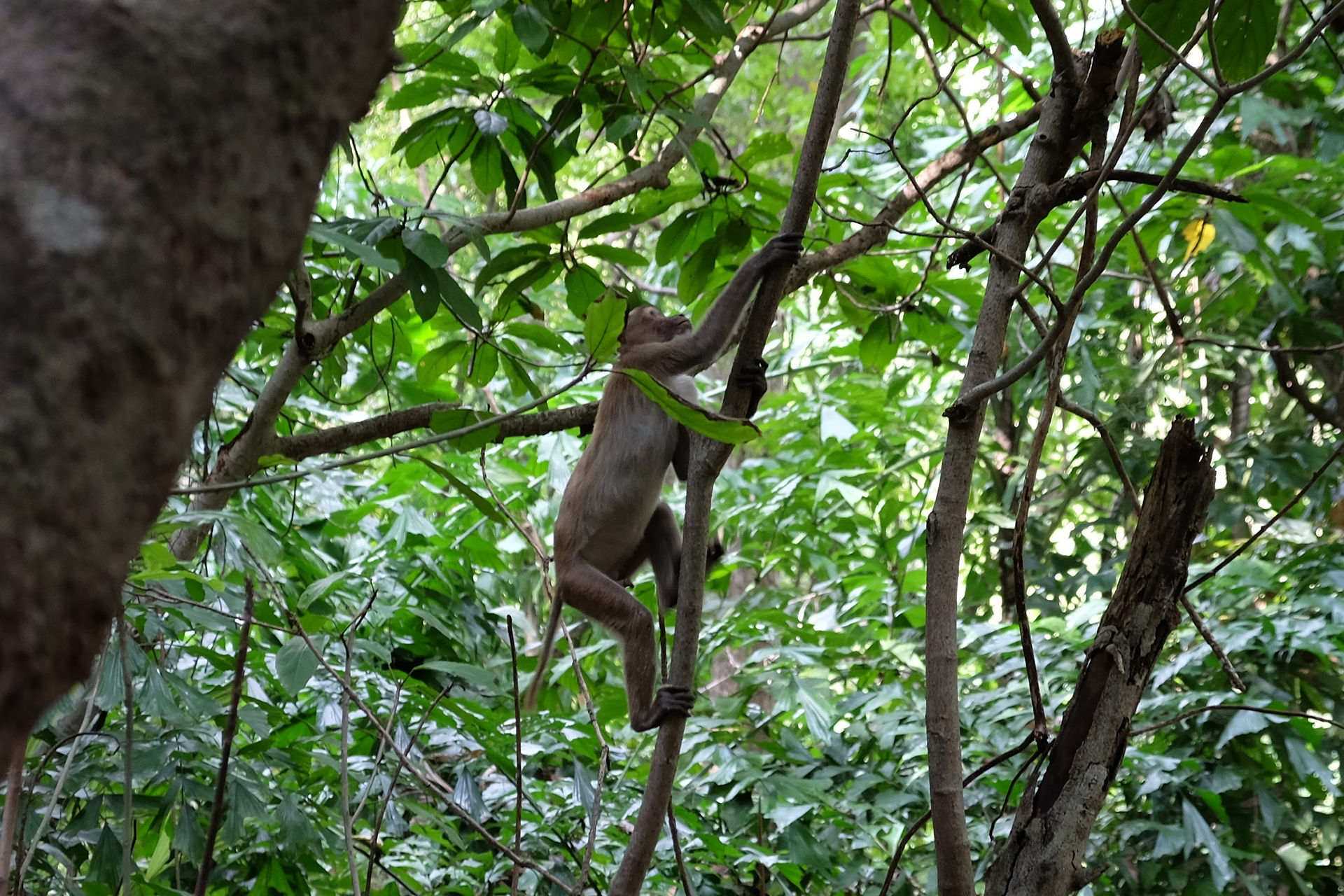 Erawan Macaque