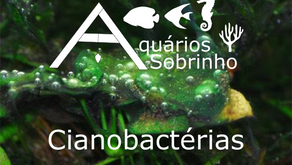 Cianobactérias, um incômodo perigoso