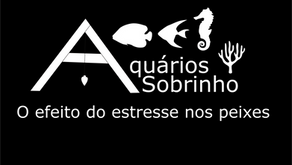 O efeito do estresse nos peixes