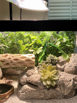 My 20-Gallon Long Leopard Gecko Enclosure Set-Up