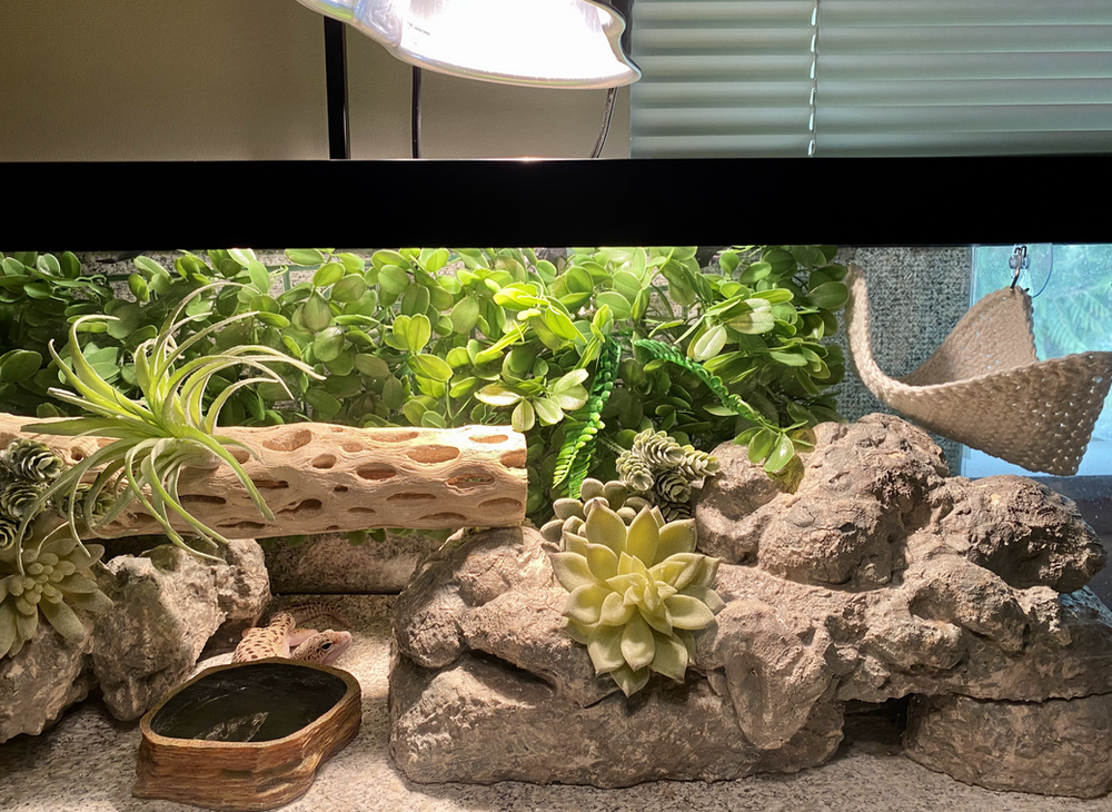 My 20Gallon Long Leopard Gecko Enclosure SetUp