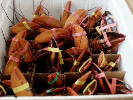 New EU Catch Certificate Requirements for Lobster Exports