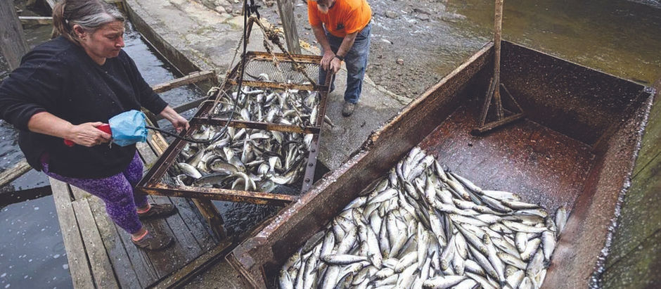 Alewives Annual Return A Statewide Success Story