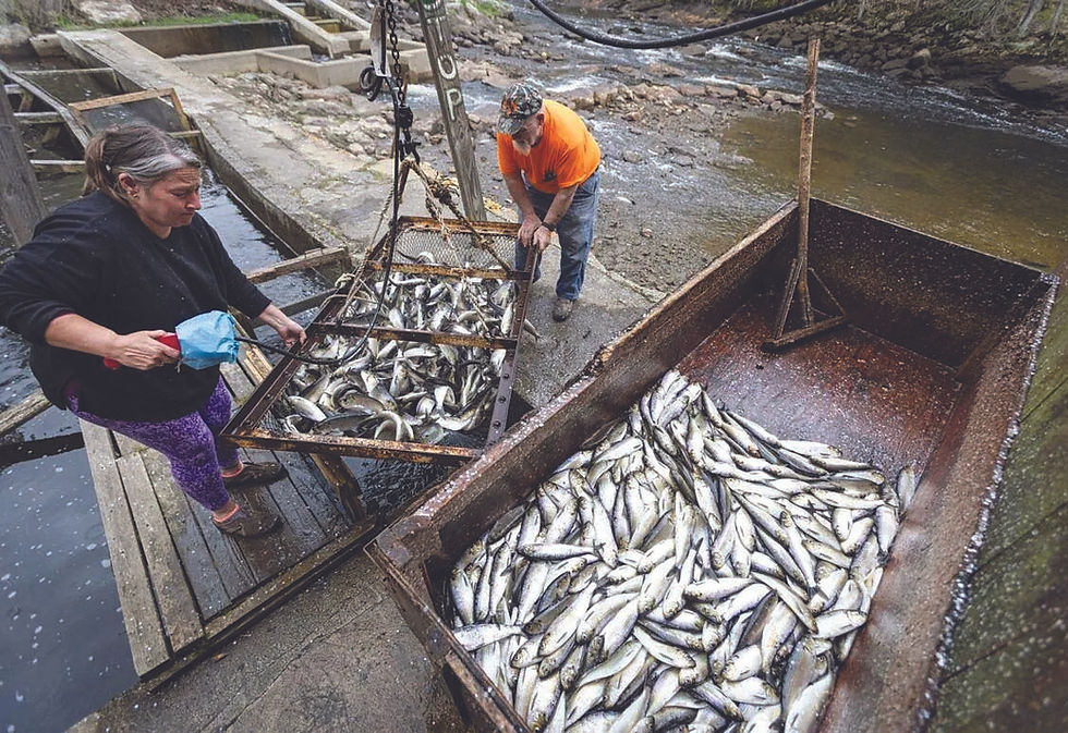 Alewives Annual Return A Statewide Success Story