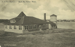 lob hatchery hatchery.omeka.net.jpg