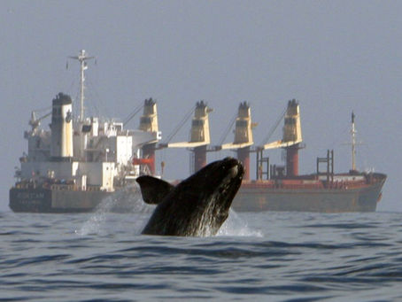 AIS Network Alerts Ships Down in Whale Areas