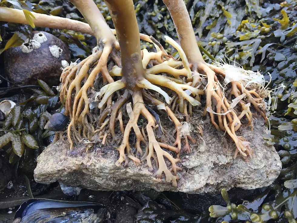 The exhibit takes its name from the holdfast segment of kelp and other marine algae. GOM Inc. photo.