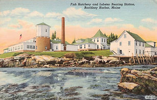 hatchery 1950.jpg