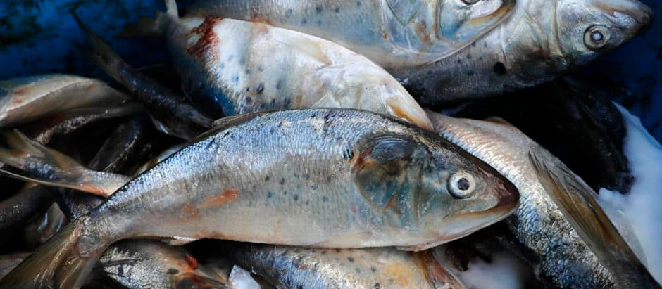 Bill to Expand Menhaden Fishery Troubles Maine Fishermen