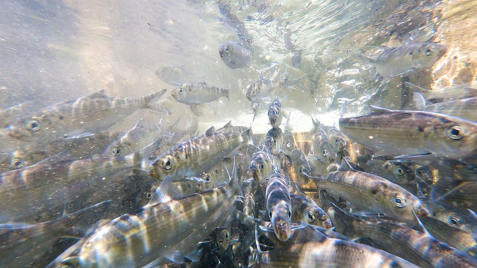 The Seasonal Joy of Maine Alewives