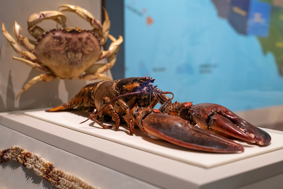 Vinalhaven Lobster Front and Center at Smithsonian Exhibit
