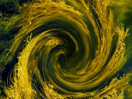Art Truly of the Sea