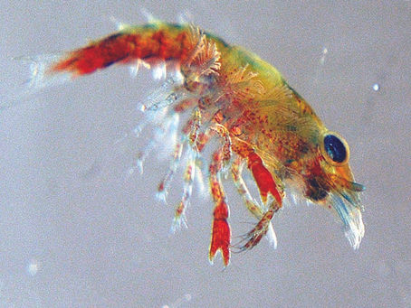 Lobster Hatchery Started in Cutler Town Office