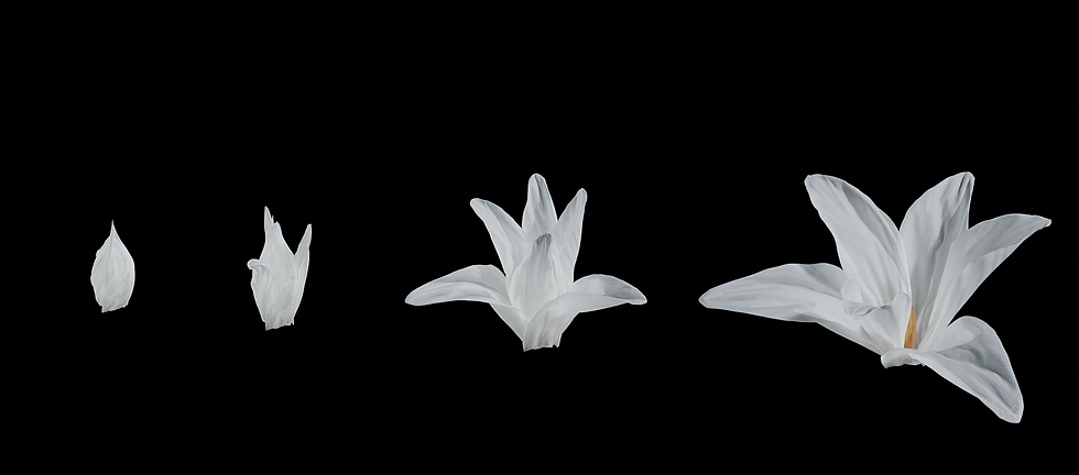 Baseline - Project page