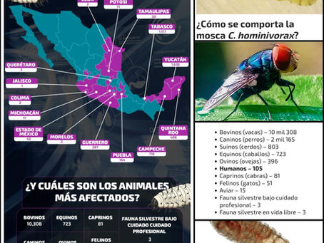 Van Dos Mil Lomitos Contagiados por el Gusano Barrenador; en México Acumulan más de 14 mil Casos en Ganado y 105 Personas: SÍNTESIS NACIONAL E INTERNACIONAL 01/02/2026