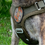 Thumbnail: WARRIOR COBRA® Patrol K9 Harness