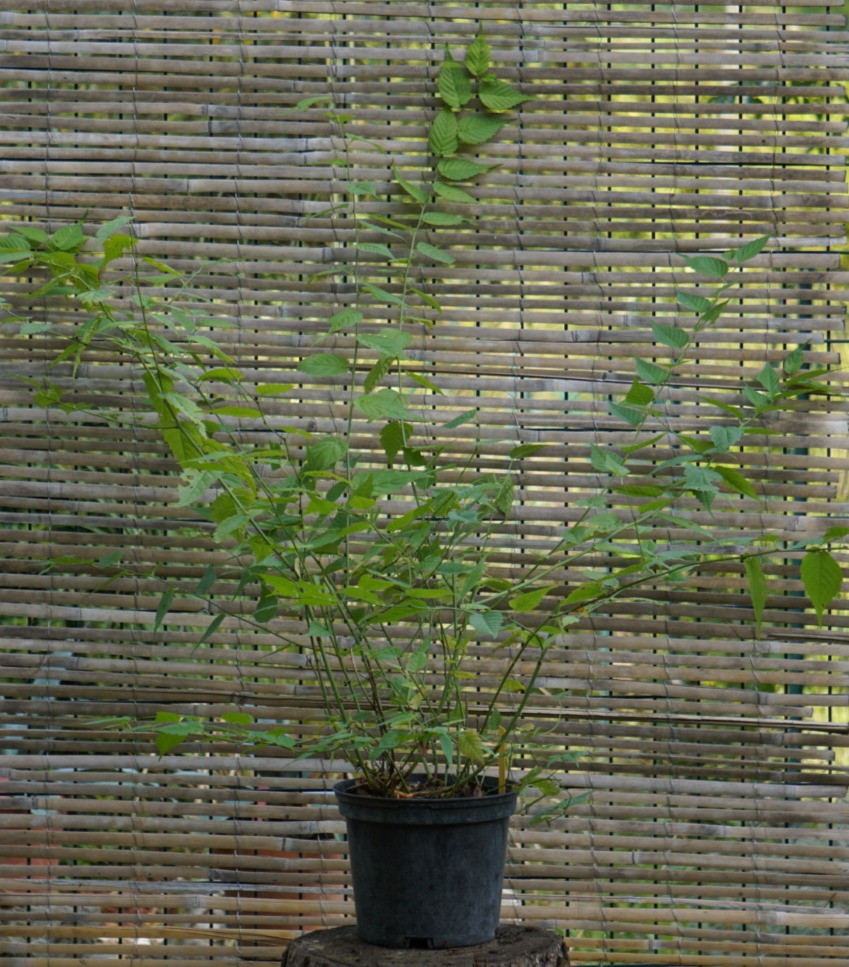 KERRIA JAPONICA " PLENIFLORA "