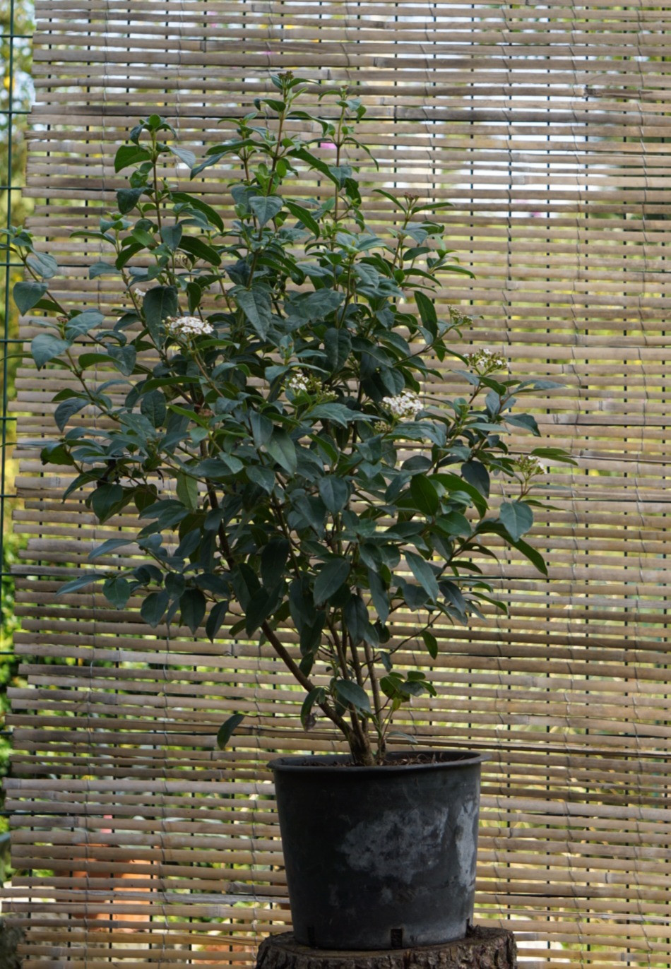 VIBURNUM TINUS