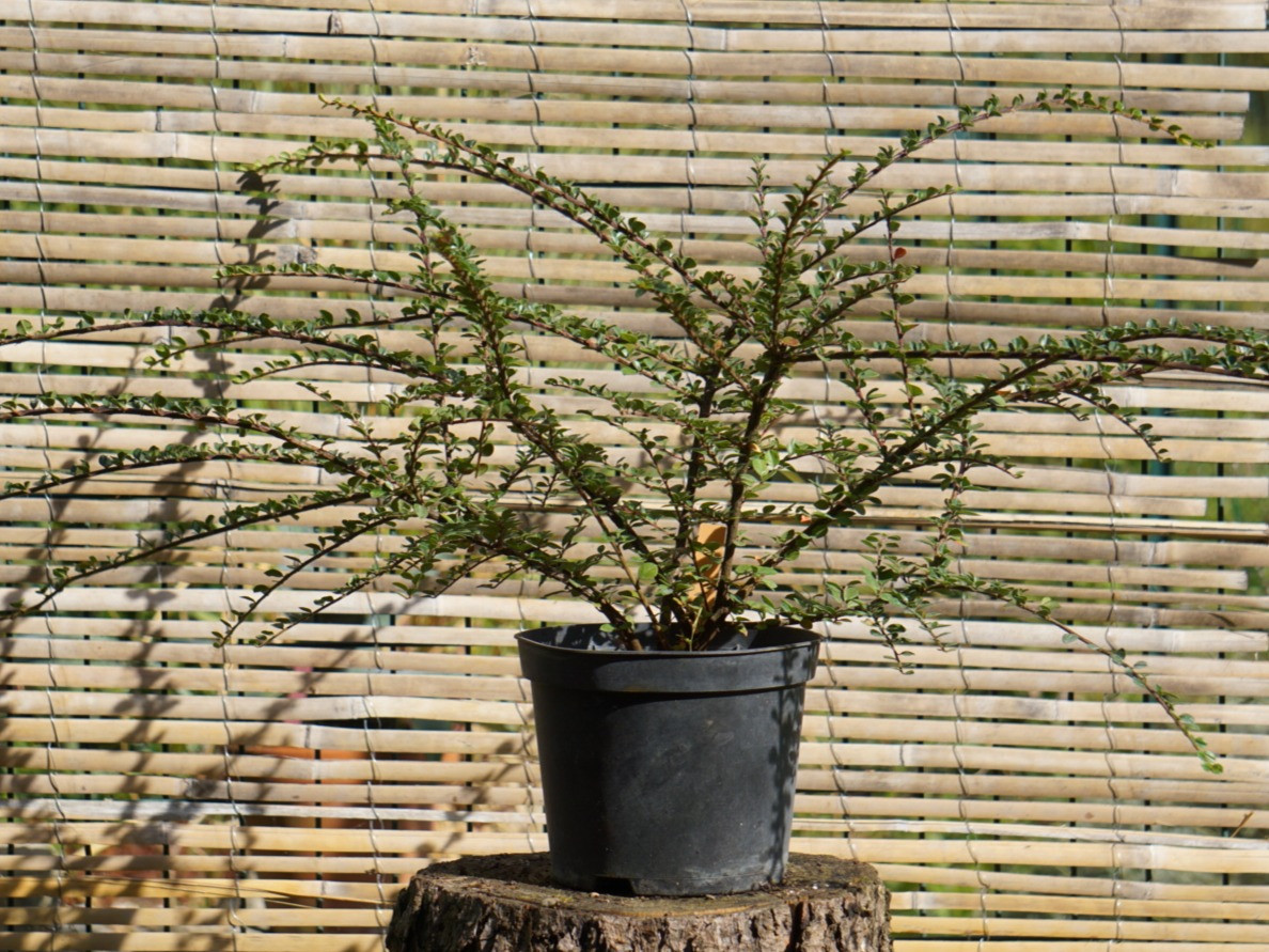 COTONEASTER HORIZONTALIS