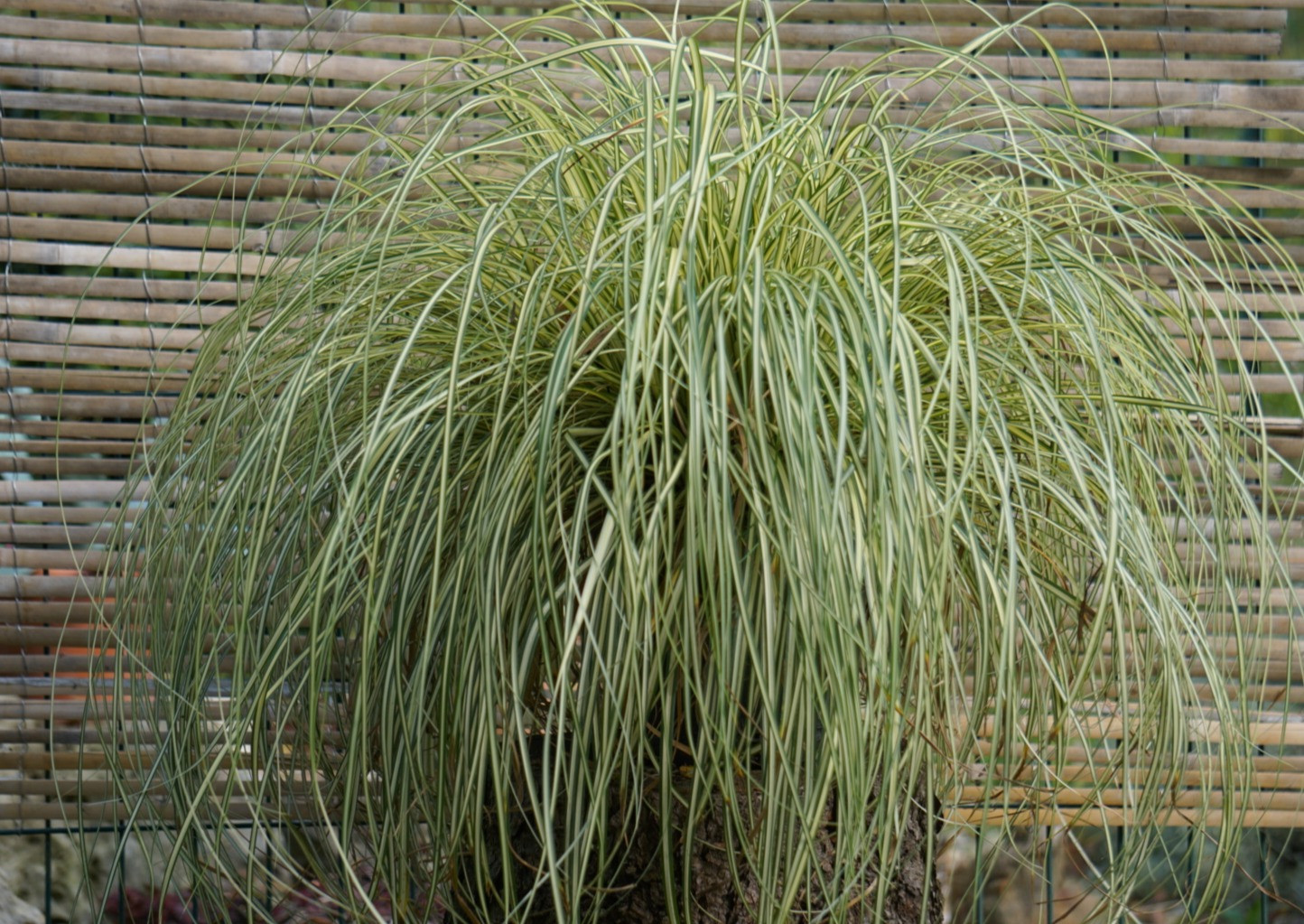 CAREX "EVERGOLD"