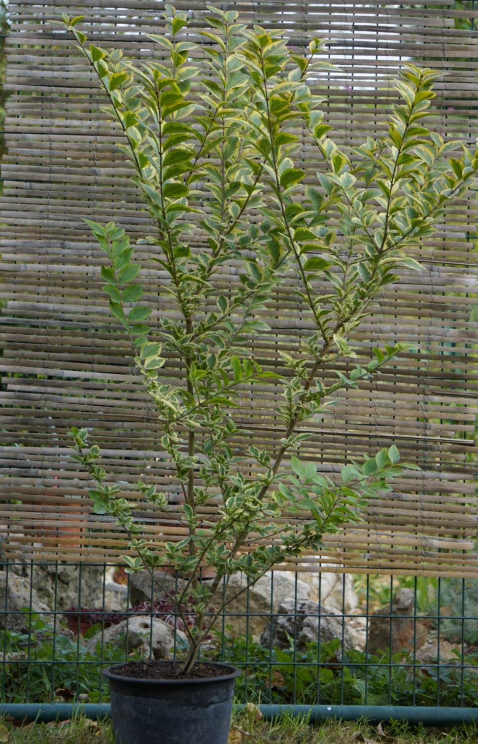 LIGUSTRUM OVALIFOLIUM AUREUM