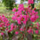 Miniature : LAGERSTROEMIA " RHAPSODY IN PINK "