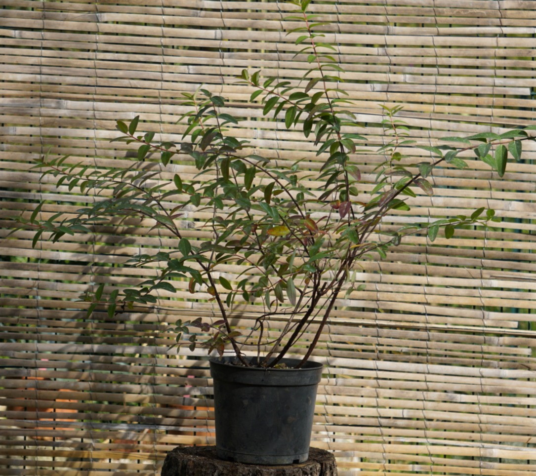 HYPERICUM "HIDCOTE"