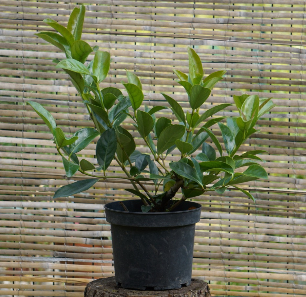 VIBURNUM ODORATISSIMUM