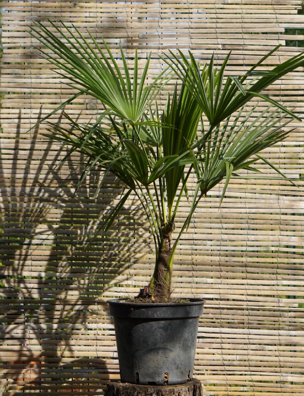 CHAMAEROPS EXCELSA
