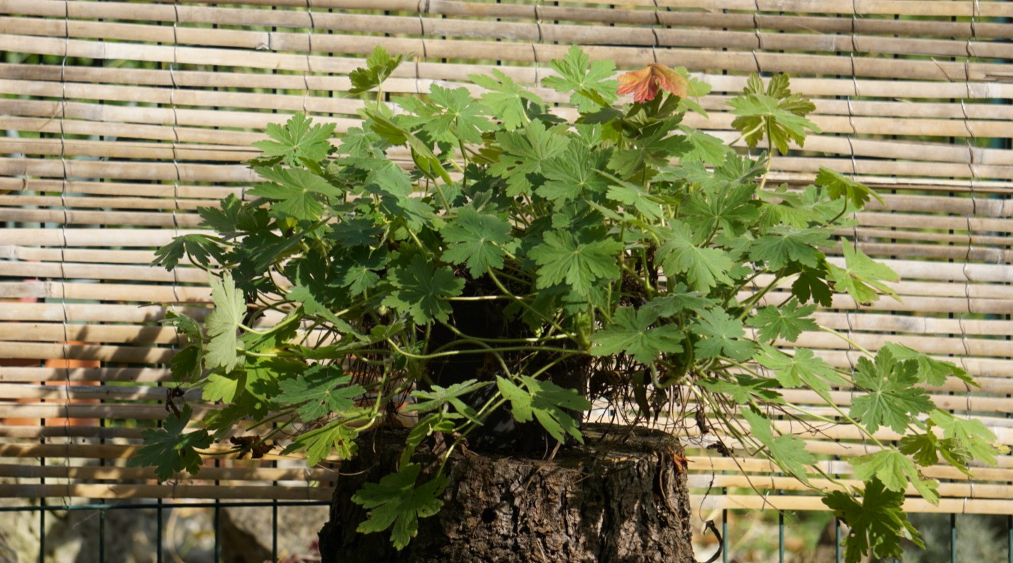GERANIUM MACRORRHIZUM "BEVAN'S VARIETY"