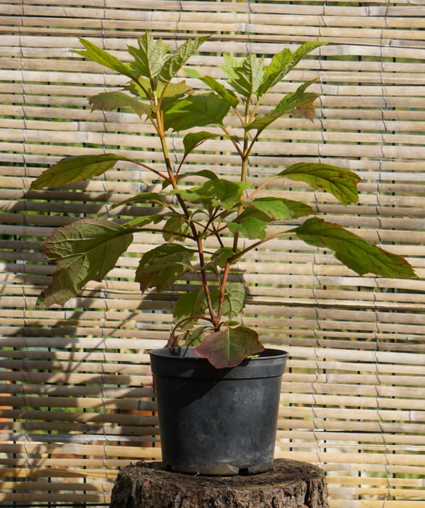 HYDRANGEA QUERCIFOLIA