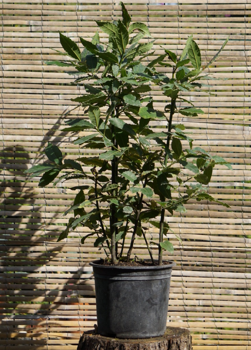 LAURUS NOBILIS