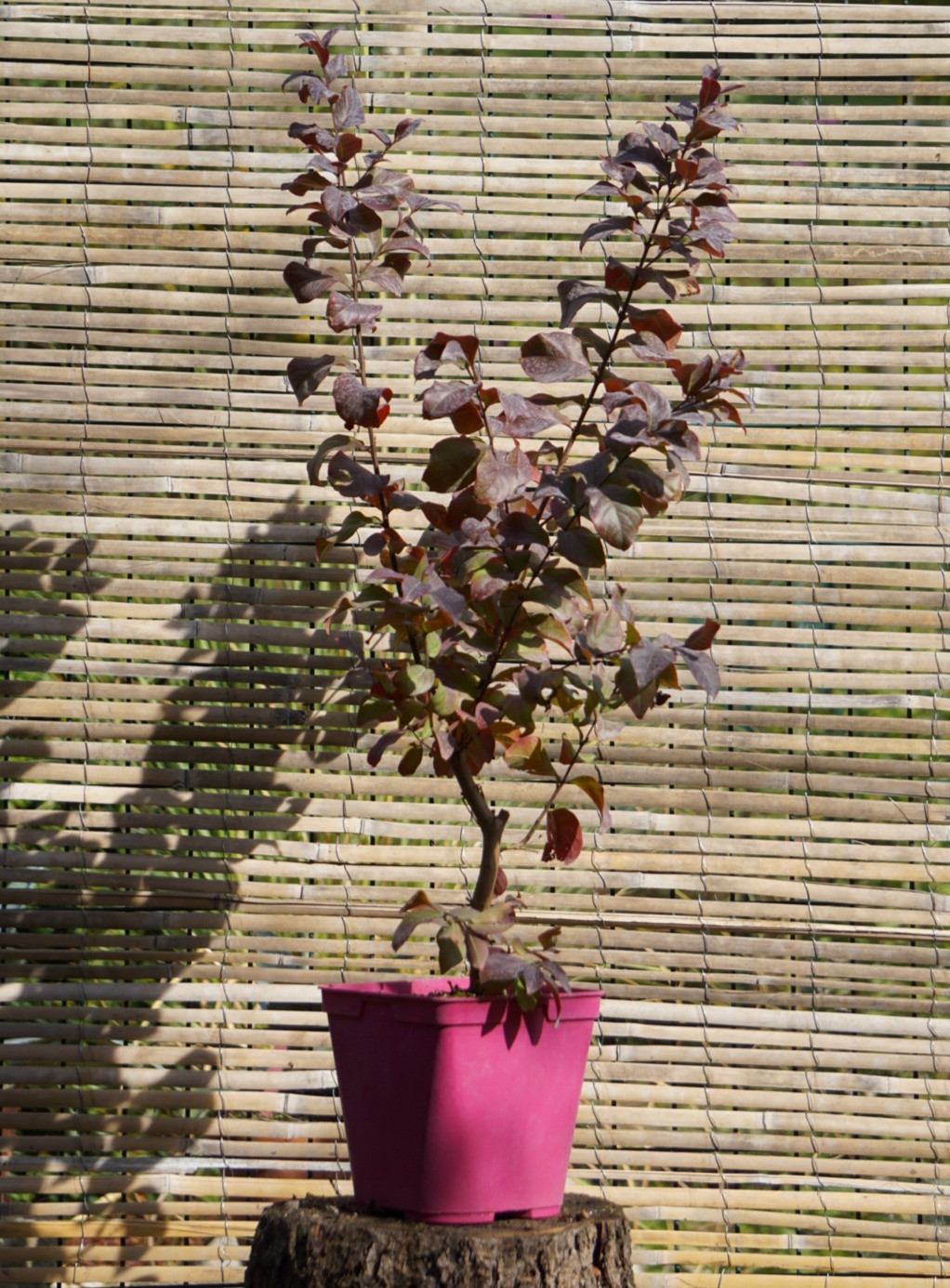 LAGERSTROEMIA " RHAPSODY IN PINK "