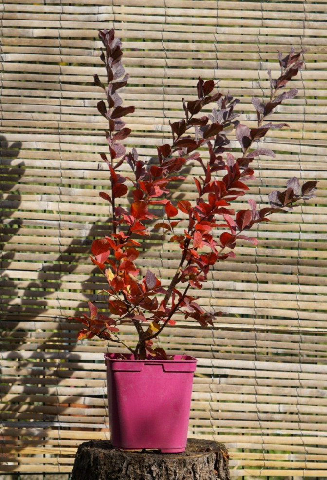 LAGERSTROEMIA " ROUGE DYNAMITE "