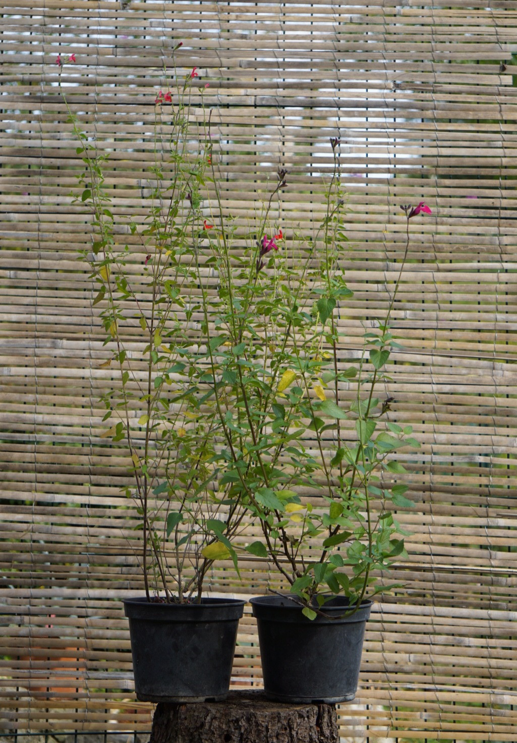 SALVIA GRAHAMII