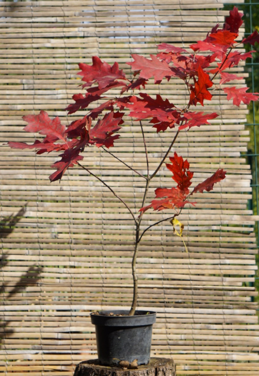 QUERCUS RUBRA