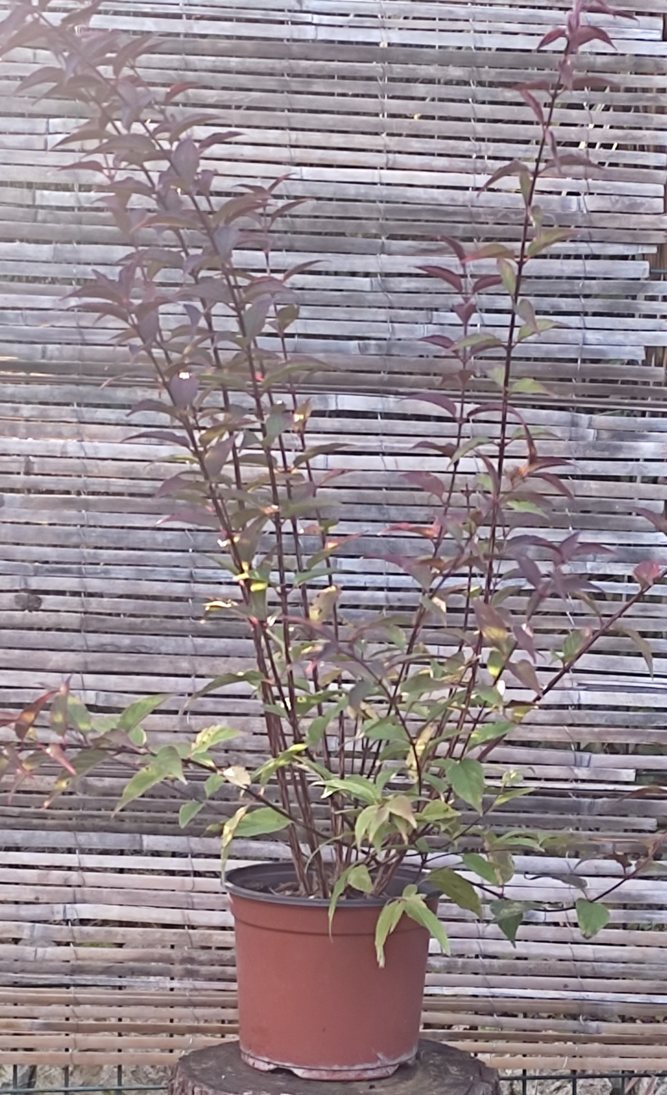 DEUTZIA X ROSEA CARMINEA