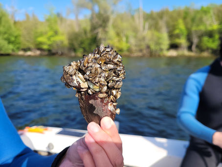 La moule zébrée continue sa progression au Québec