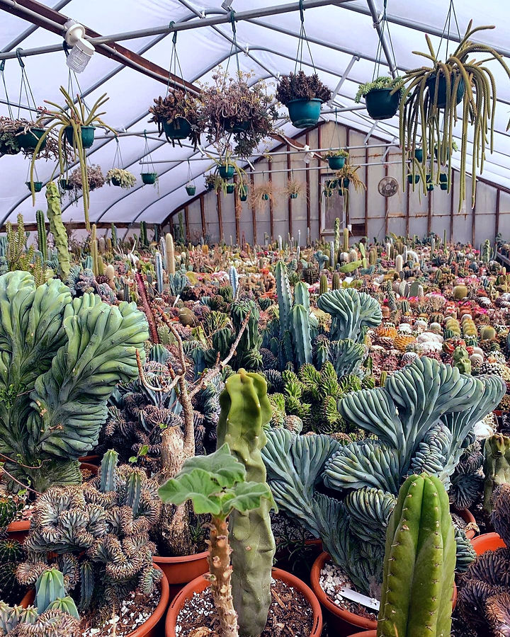 greenhouse_edited_edited.jpg