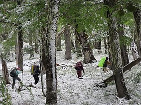 Un grupo de estudiantes camina en el bosque durante una tormenta de nieve en la expedición educativa de montaña Líderes 2030 de Patagonia On Foot en Bariloche, Patagonia Argentina.