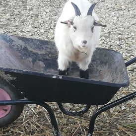 grow your own goat.jpg