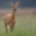 A roe deer