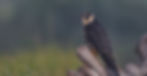A Eurasion hobby sits on a branch