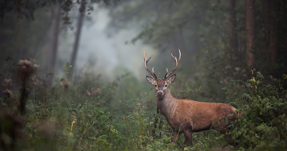 deer forest news.png