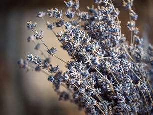 The Forgotten Scent — The Art for Awareness