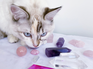 Energy Healing for Pets: A Guide to Reiki, Crystals, and More...