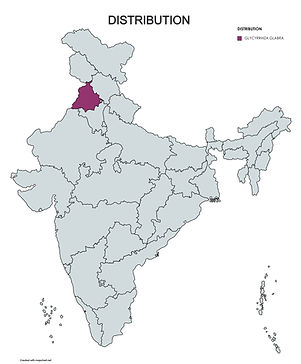 DISTRIBUTION