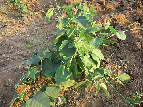 Leptadenia_reticulata_climber.jpg