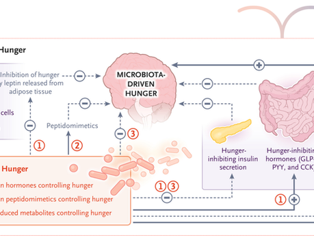 Cum influențează microbiota intestinală scăderea în greutate?